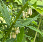 Polygonatum verticillatum - Quirlblättrige Weißwurz, Salomonsiegel – Bild 6