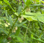 Polygonatum verticillatum - Quirlblättrige Weißwurz, Salomonsiegel – Bild 7