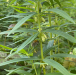 Polygonatum verticillatum - Quirlblättrige Weißwurz, Salomonsiegel – Bild 8