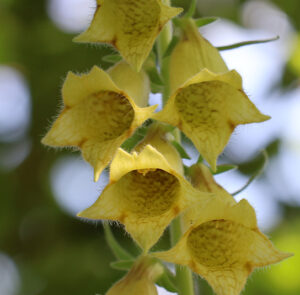 Digitalis grandiflora - Großblütiger Fingerhut – Bild 8