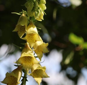 Digitalis grandiflora - Großblütiger Fingerhut – Bild 9