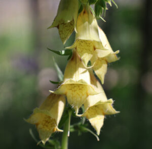 Digitalis grandiflora - Großblütiger Fingerhut – Bild 10