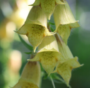 Digitalis grandiflora - Großblütiger Fingerhut – Bild 11