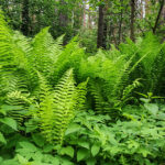 Dryopteris filix-mas - Wurmfarn
