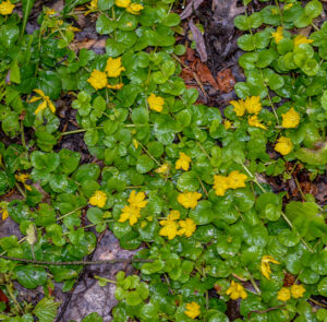 Lysimachia nummularia - Pfennigkraut – Bild 3