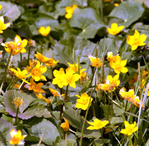 Lysimachia nummularia - Pfennigkraut – Bild 4