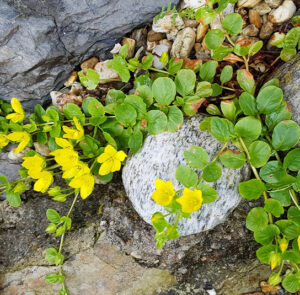 Lysimachia nummularia - Pfennigkraut