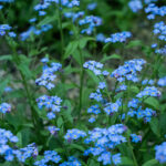 Myosotis palustris - Sumpf-Vergissmeinnicht