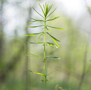 Polygonatum verticillatum - Quirlblättrige Weißwurz, Salomonsiegel