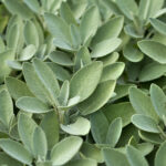 Salvia officinalis - Gartensalbei, Echter Salbei, Apotheker-Salbei