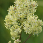 Thalictrum flavum ssp.glaucum - Gelbe Wiesenraute