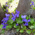 Viola odorata ´Königin Charlotte` - Duft-Veilchen