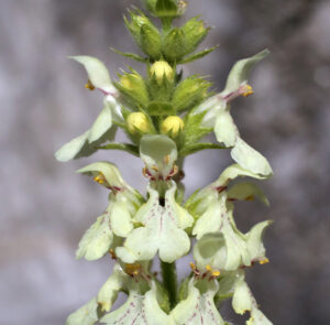 Betonica alopecuros - Gelber Ziest
