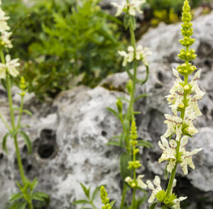 Betonica alopecuros - Gelber Ziest – Bild 2