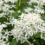 Clematis recta - Aufrechte Waldrebe