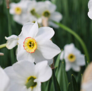 Narcissus poeticus - Dichternarzisse