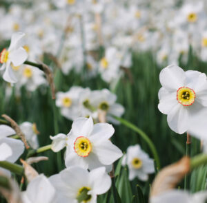 Narcissus poeticus - Dichternarzisse – Bild 2