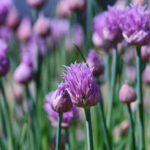 Allium schoenoprasum - Schnittlauch