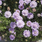Tauben-Skabiose (Scabiosa columbaria) Saatgut