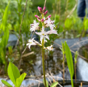 Menyanthes trifoliata - Fieberklee, Bitterklee – Bild 5
