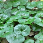 Asarum europaeum - Gewöhnliche Haselwurz