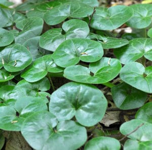 Asarum europaeum - Gewöhnliche Haselwurz