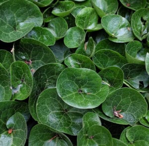 Asarum europaeum - Gewöhnliche Haselwurz – Bild 4