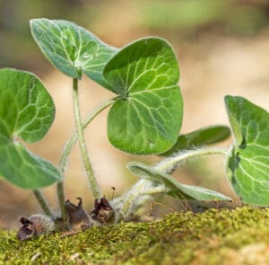 Asarum europaeum - Gewöhnliche Haselwurz – Bild 2