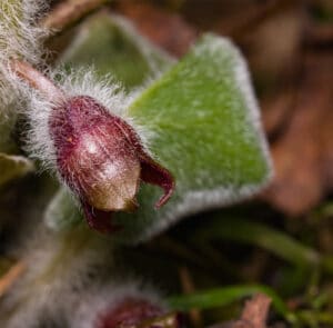 Asarum europaeum - Gewöhnliche Haselwurz – Bild 3