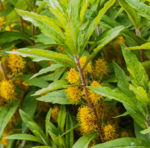 Lysimachia thyrsiflora - Strauss-Felberich – Bild 4