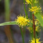 Lysimachia thyrsiflora - Strauss-Felberich