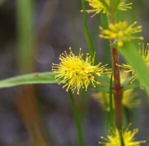 Lysimachia thyrsiflora - Strauss-Felberich