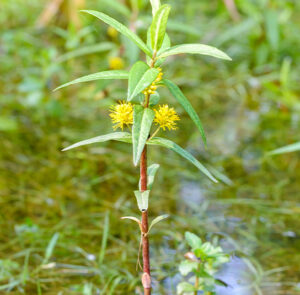 Lysimachia thyrsiflora - Strauss-Felberich – Bild 2