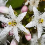 Menyanthes trifoliata - Fieberklee, Bitterklee