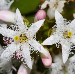 Menyanthes trifoliata - Fieberklee, Bitterklee