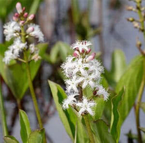 Menyanthes trifoliata - Fieberklee, Bitterklee – Bild 2