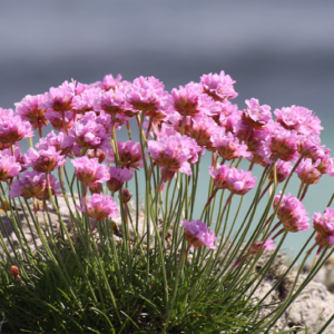 armeria_maritima