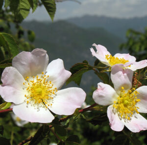 Rosa corymbifera - Heckenrose