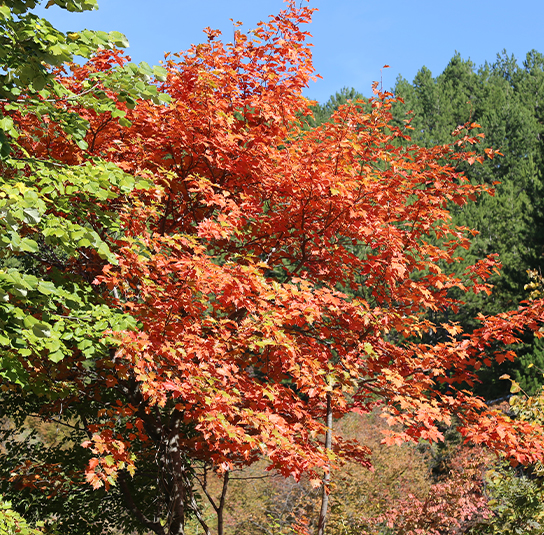 Sorbus torminalis – Elsbeere – Nordischer Garten Shop