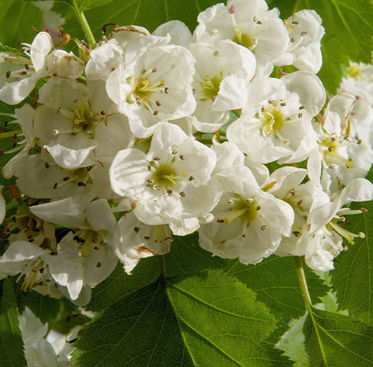 Sorbus torminalis – Elsbeere – Nordischer Garten Shop | Obstbäume & Gemüsepflanzen