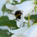 Campanula latifolia ´Alba` - Weiße Waldglockenblume