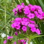 Dianthus barbatus - Bartnelke - Urwüchsige Wildform
