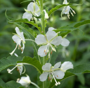 Epilobium angustifolium 'Hanna' - Weißes Weidenröschen