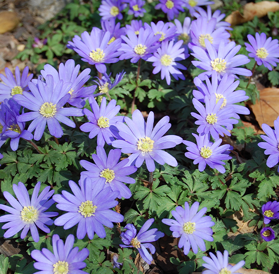 Shop Strahlen-Windröschen Garten Zwiebel Nordischer blanda – Blue Anemone – Shades