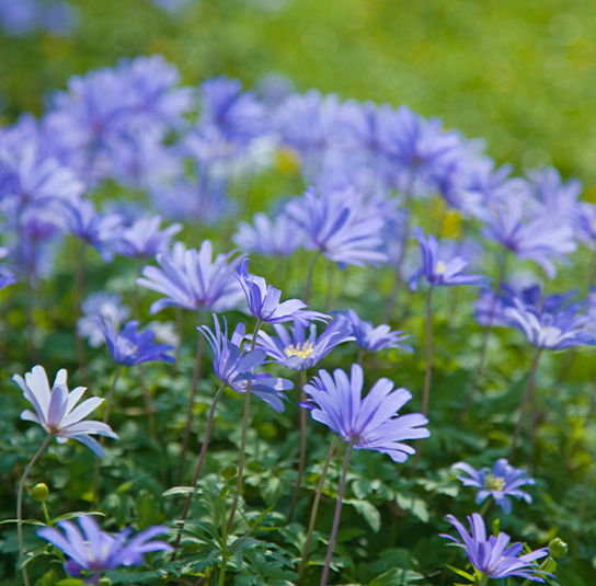 Zwiebel Anemone blanda Blue Shop – Garten Strahlen-Windröschen Nordischer Shades –