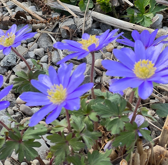 Zwiebel Anemone blanda Blue Shades – Strahlen-Windröschen – Nordischer  Garten Shop