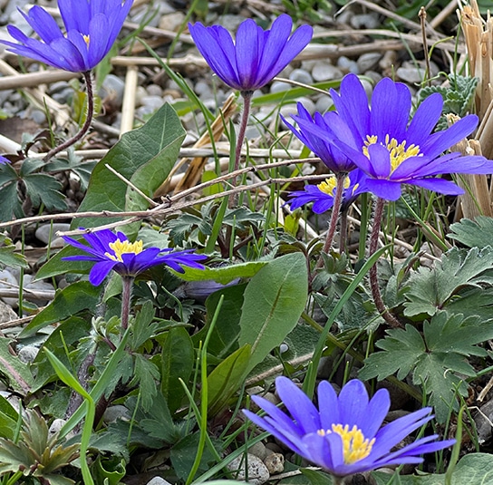 Zwiebel Anemone blanda Blue Shades – Strahlen-Windröschen – Nordischer  Garten Shop