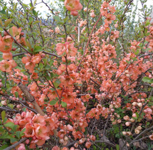 Chaenomeles 'Cido' - Nordische Zitrone, Zitronenquitte – Bild 5