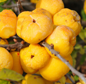 Chaenomeles 'Cido' - Nordische Zitrone, Zitronenquitte