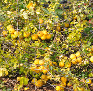 Chaenomeles 'Cido' - Nordische Zitrone, Zitronenquitte – Bild 4